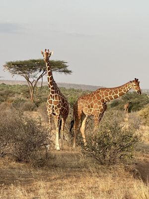 Lion World Travel by null