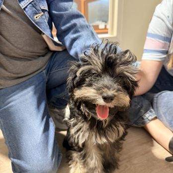 Blue Sky Puppies - Orlando - Pet Stores Near Me - Clermont, Florida