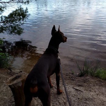 Massachusetts Dog Training Services - Pet Boarding Near Me Massachusetts Dog Training Services - Pet Boarding Near Me