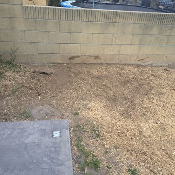 Al’s Tree Care - After removal - Tree Services Near Me