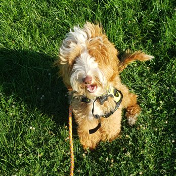 AA Dog Training - Pet Training Near Me