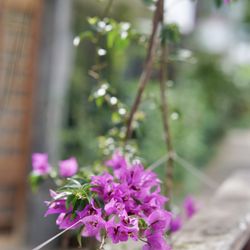 Trinity Wellness Center - Flowers