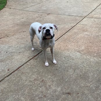 Citrus Fresh Carpet Cleaning - Stella.  The troublemaker pudding destroyer - Carpet Cleaning Near Me - Atlanta, Georgia