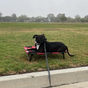 Elevated Canine Academy - Pet Training Near Me