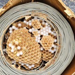 Pest Trap Exterminating - European hornets made a nest inside this spool of wire. Treated and removed from customers property. Another satisfied customer