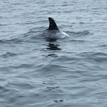Newport Landing - Whale Watching Tours Near Me - Newport Beach, California