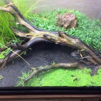 Bay Ace Aquarium Service - Aquarium Services Near Me Bay Ace Aquarium Service - Aquarium Services Near Me