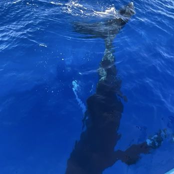 Teralani Sailing Adventures - Boating Near Me - Lahaina, Hawaii Teralani Sailing Adventures - Boating Near Me - Lahaina, Hawaii
