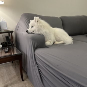 CVS Pharmacy - My Samoyed service dog that scared Wafaq... - Drugstores Near Me - East Hartford, Connecticut CVS Pharmacy - My Samoyed service dog that scared Wafaq... - Drugstores Near Me - East Hartford, Connecticut