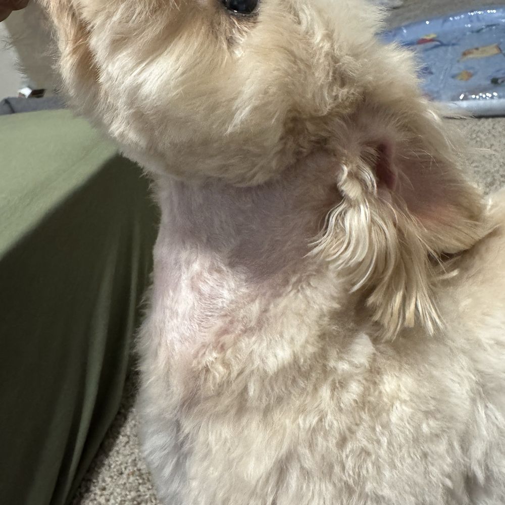 Doggie Doos Grooming - Pet Groomers Near Me - Phoenix, Arizona Doggie Doos Grooming - Pet Groomers Near Me - Phoenix, Arizona