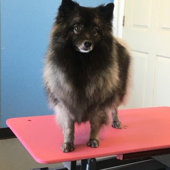 Buddies Boarding and Pet Sitting - Marley after her groom - Pet Groomers Near Me - Jacksonville, North Carolina Buddies Boarding and Pet Sitting - Marley after her groom - Pet Groomers Near Me - Jacksonville, North Carolina