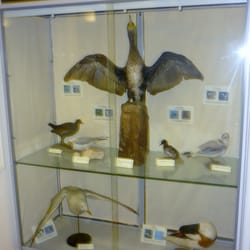 Grosvenor Museum - Some dead birds