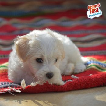 Heaven's Best Carpet Cleaning - Muncie - Carpet Cleaning Near Me Heaven's Best Carpet Cleaning - Muncie - Carpet Cleaning Near Me