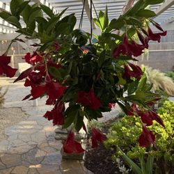 Cherry Lane Nursery - Just purchased this beautiful Mandavilla from Cherry Lane Nursery. All their plants are healthy and always last.   I come up from Orcutt.
