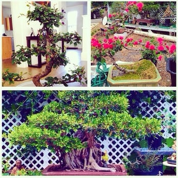 DRAGON GARDEN NURSERIES - CLOSED - Updated June 2026 - 44 Photos - 41-909  Mahailua St, Waimanalo, Hawaii - Nurseries & Gardening - Phone Number - Yelp