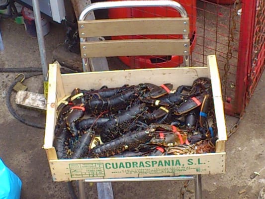 The Lobster Shack by null