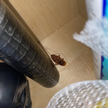 Amara  - Roaches - Apartments Near Me - Phoenix, Arizona