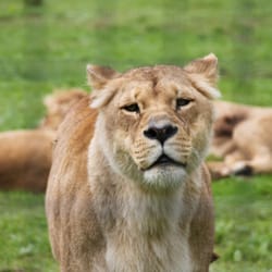 Le Parc des Félins - Une lionne
