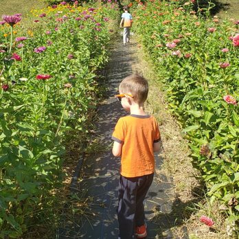 The Never Ending Flower Farm - Zinnias? - Florists Near Me - Barnardsville, North Carolina The Never Ending Flower Farm - Zinnias? - Florists Near Me - Barnardsville, North Carolina