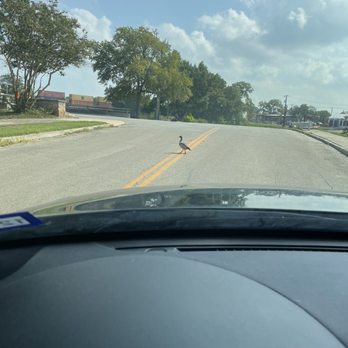 Roosevelt Park - Duck crossing the road as I was leaving - Parks Near Me - San Antonio, Texas