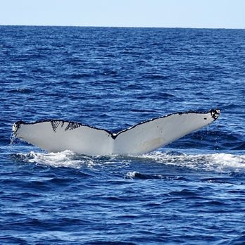 7 Seas Whale Watch - Whale Watching Tours Near Me - Gloucester, Massachusetts