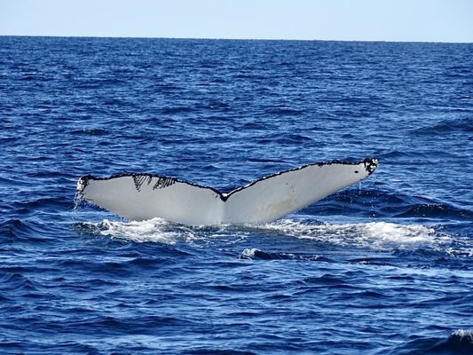 7 Seas Whale Watch by null