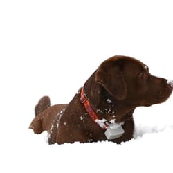 Dog Guard of The Hudson Valley, LLC - Some dogs love their Dog Guard fences... even in the snow!