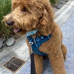 Got my haircut today , everyone at Salty Paws was so nice to meWaylon