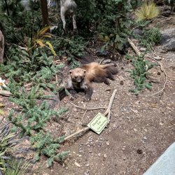This is a picture of a wolverine with wolves in the background. I liked this because I've never seen a wolverine in person.