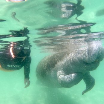 Fun 2 Dive Manatee Tours - Snorkeling Near Me - Crystal River, Florida