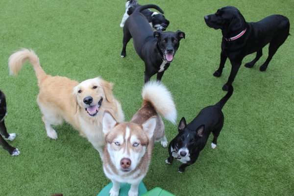 Paws & Claws Adventure Resort