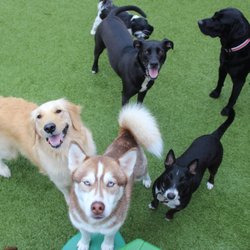 Paws & Claws Adventure Resort - We love smiles!