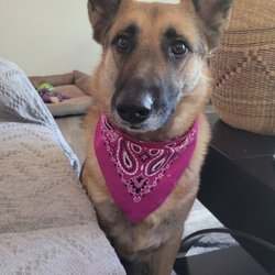 Colorado Correctional Industries Prison Trained Dog Program - Adopted our German shepard from Colorado Cell dogs almost two years ago. She is the best behaved dog I have ever met! Highly recommended!