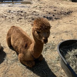 Baby alpaca 1