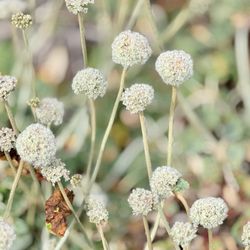 San Francisco Botanical Garden - Seaside Buckwheat