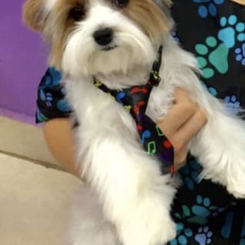 Michelle's Pet Grooming - Gizmo looking handsome at Michelle's Pet Grooming. - Pet Groomers Near Me - Fort Lauderdale, Florida Michelle's Pet Grooming - Gizmo looking handsome at Michelle's Pet Grooming. - Pet Groomers Near Me - Fort Lauderdale, Florida