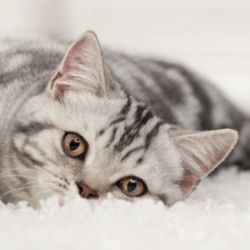 Heaven's Best Carpet Cleaning