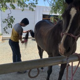 Grooming Beauty, developing a rapport with her and getting ready for a riding lesson Grooming Beauty, developing a rapport with her and getting ready for a riding lesson