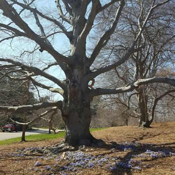 Arnold Arboretum - Parks Near Me - Boston, Massachusetts Arnold Arboretum - Parks Near Me - Boston, Massachusetts