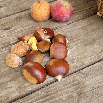 Hangtown Kid Apple Orchard - Chestnuts - Fruits & Veggies Near Me - Camino, California