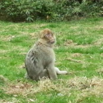 Monkey Forest Trentham - Zoos Near Me - Staffordshire, STS