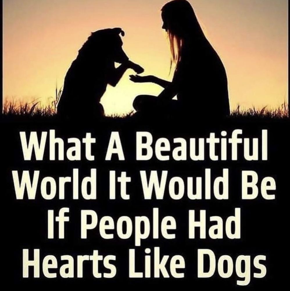Loving Pet Sitting in My Home - pet boarding facility in Tucson, AZ