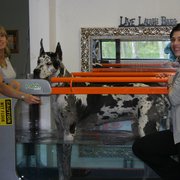 健康・医学 Canine Rehabilitation &Physical Therapy Canine Sports Medicine and Rehabilitation: 9781394251391