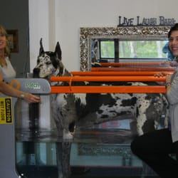 Northborough Canine Rehabilitation & Fitness Center - Truman, a Great Dane is recovering from a TLPO surgery and loves walking in the underwater treadmill. He gets stronger everyday,