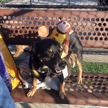 Sitters O Critters - Dog Walkers Near Me Sitters O Critters - Dog Walkers Near Me