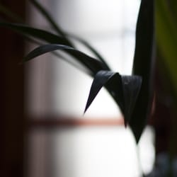 Instituut voor Tropische Geneeskunde
