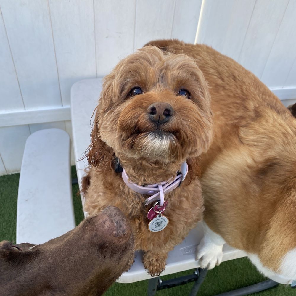 Bark City - The one and only Ginger Rogers! - Pet Boarding Near Me - Huntington Beach, California