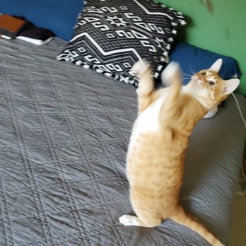 Catify My Home - One of the photos Richard sent of him playing with our cat, Ravi. - Pet Sitting Near Me - Sarasota, Florida
