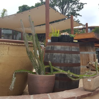 Barrels & Branches - Nicely priced Madagascar Ocotillo - Landscaping Near Me - Encinitas, California