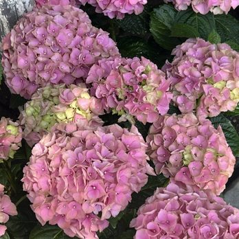 Blooming Blossoms Floral Boutique - Pink hydrangeas - Florists Near Me - Providence, Rhode Island Blooming Blossoms Floral Boutique - Pink hydrangeas - Florists Near Me - Providence, Rhode Island
